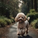 Poodle em Apartamento: O Guia Definitivo de Adaptação e Necessidades