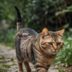 Gato Siamês: O Verdadeiro vs. O "Sialata"