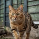 Meu gato tem verme? Sinais que você não percebe