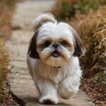 Guia do Veterinário: Blindando a Saúde dos Olhos e Pele do seu Shih Tzu