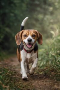Expectativa de Vida do Beagle: Guia Veterinário para uma Longevidade Saudável