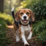 Beagle: O cão farejador e bagunceiro