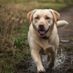 Tudo sobre Labrador: Energia, inteligência e lealdade
