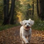 O Maltês no Apartamento: Guia Completo do Veterinário