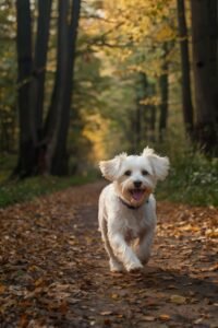 O Maltês no Apartamento: Guia Completo do Veterinário