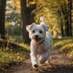 Personalidade do Maltês: Dócil ou agitado?