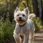 Quanto custa um Maltês legítimo?