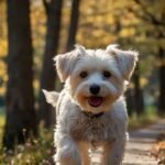 Diferença entre Maltês e Poodle: Qual escolher?