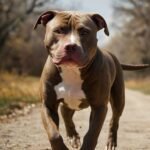 Pitbull Red Nose vs. Black Nose: As Verdadeiras Diferenças Explicadas por um Veterinário