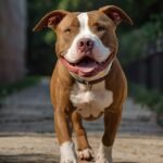 A verdade sobre o Pitbull: Raça incompreendida