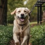 Cachorro sente culpa? A verdade sobre a "cara de culpado"