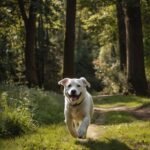 Cães que puxam a coleira no passeio: como corrigir