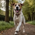 Como Acostumar o Cachorro a Ficar Sozinho em Casa