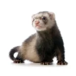 Ferret (Furão): como cuidar