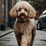 Parvovirose Canina: Um Guia Honesto sobre Sintomas e Tratamento Real