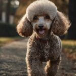 Guia Veterinário: Blindando a Saúde do Seu Poodle