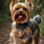 Yorkshire Terrier - Guia completo da raça