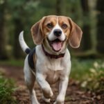 Beagle em apartamento: Como evitar a destruição