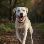 Golden Retriever: O guia definitivo da raça